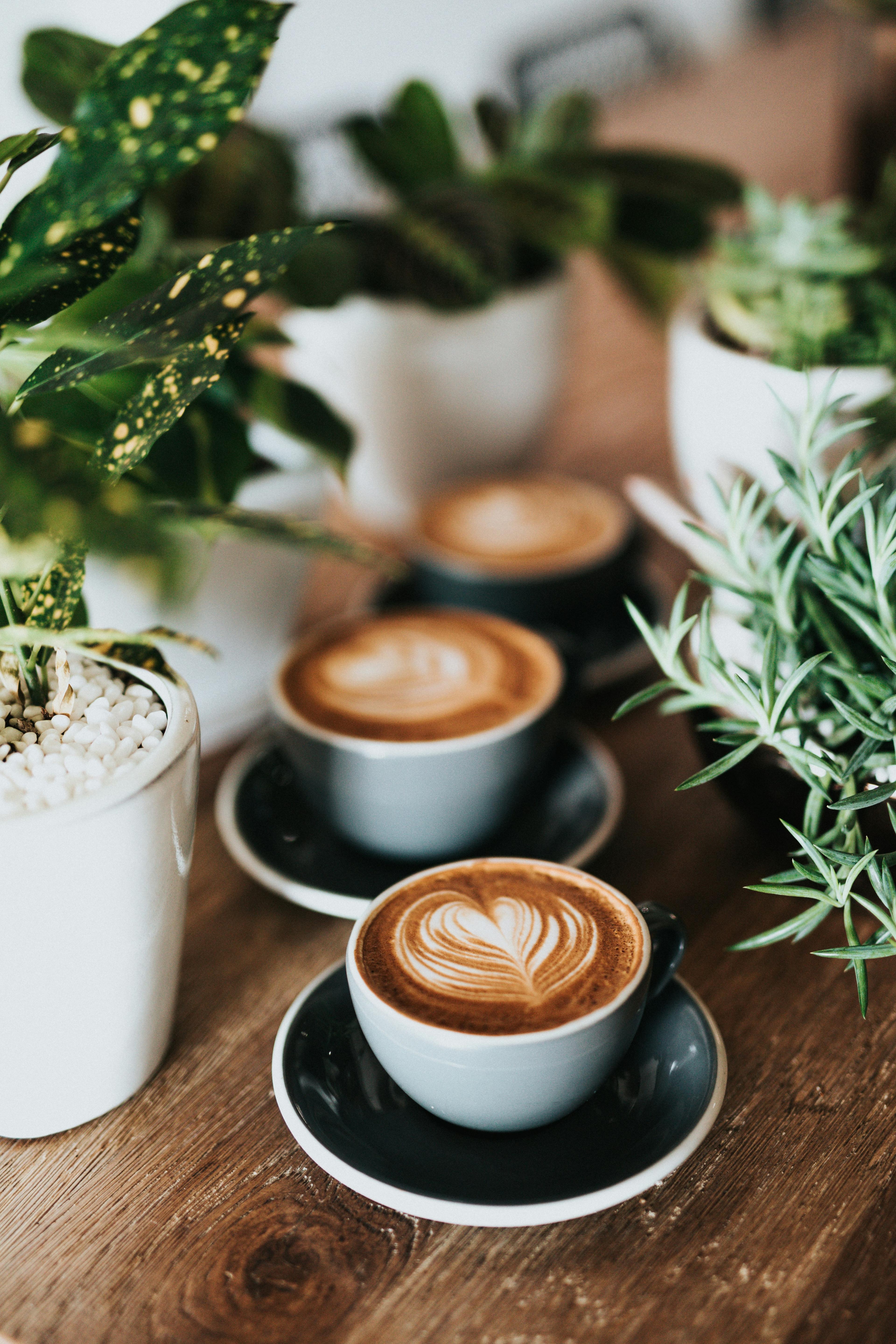 Toronto Coffee Guide